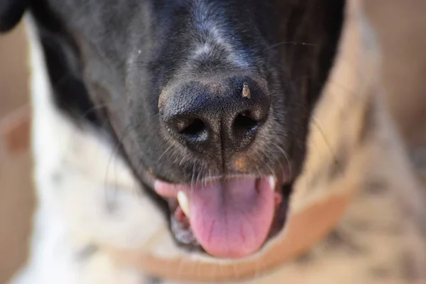 Hermoso Perro Blanco Negro Feliz — Foto de Stock