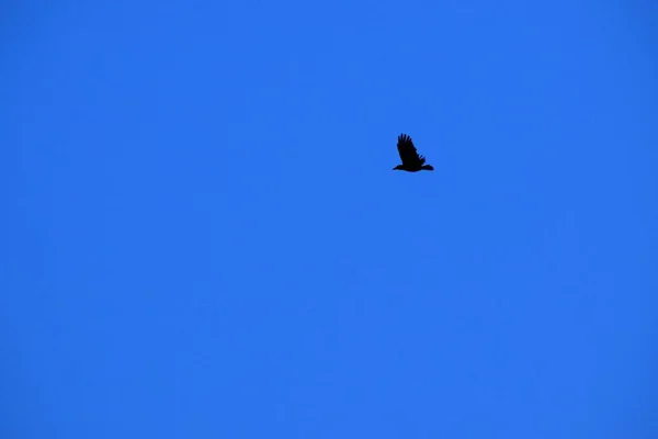 Latający Ptak Niebie — Zdjęcie stockowe