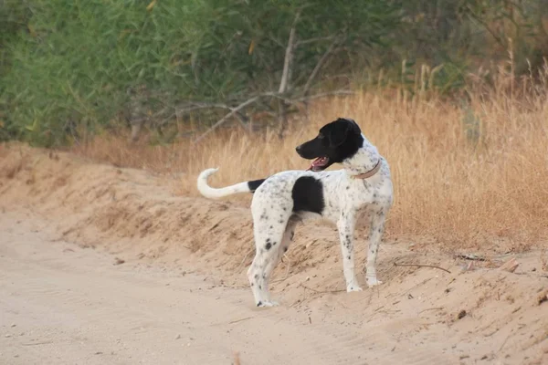 Gelukkig Volwassen Engels Puntige Walking Dog — Stockfoto