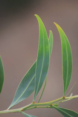 Taze bahar yeşil yaprakları arka plan