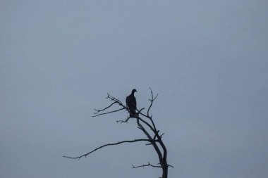 Doğada vahşi oturan kuş