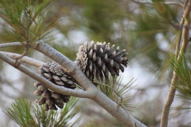 Yakın Çam Kozalağı Tohumlar Kahverengi Ahşap