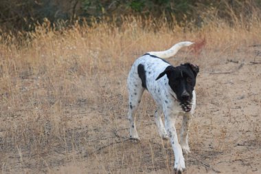 Mutlu yetişkin İngilizce sivri yürüyüş köpek