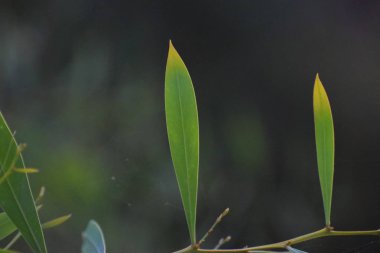 Taze bahar yeşil yaprakları arka plan