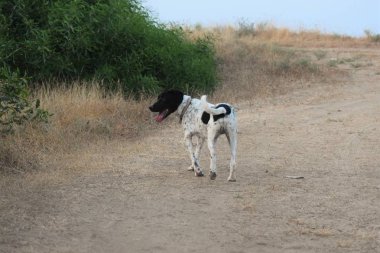 Mutlu yetişkin İngilizce sivri yürüyüş köpek