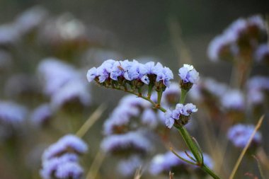 Tarlada yabani çiçekler