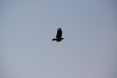 Gökyüzünde uçan kuş