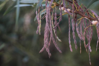 Taze bahar yeşil yaprakları arka plan