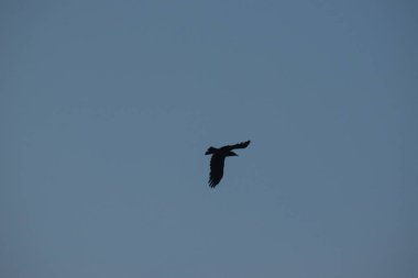 Gökyüzünde uçan kuş