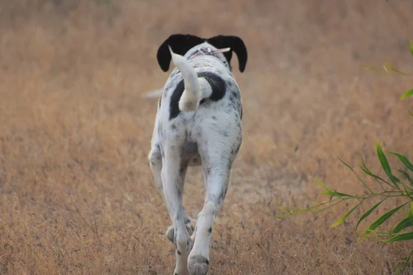 Happy Adult Inggris Pointed Dog — Stok Foto