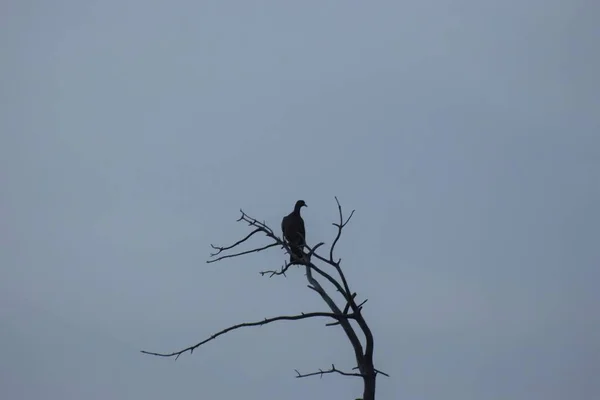 Doğada Vahşi Oturan Kuş — Stok fotoğraf