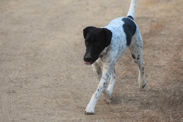 Heureux Adulte Anglais Pointu Chien Promenade — Photo