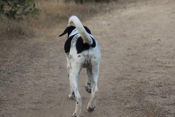 Happy Adult Engelska Pekade Walking Dog — Stockfoto