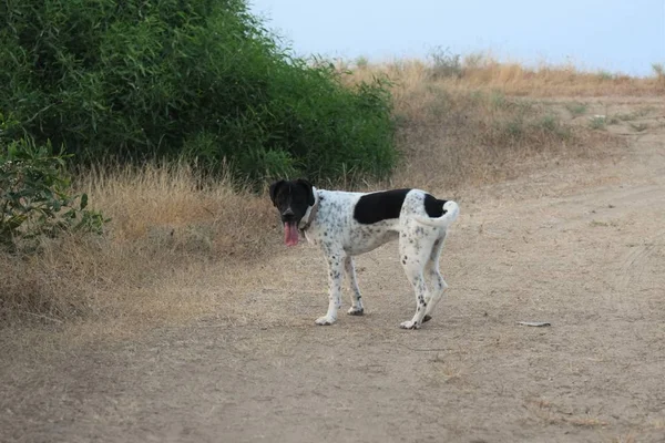 Heureux Adulte Anglais Pointu Chien Promenade — Photo