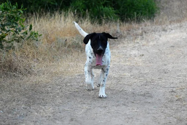 Heureux Adulte Anglais Pointu Chien Promenade — Photo