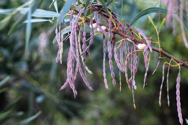 Taze bahar yeşil yaprakları arka plan