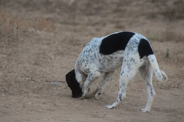 Mutlu yetişkin İngilizce sivri yürüyüş köpek