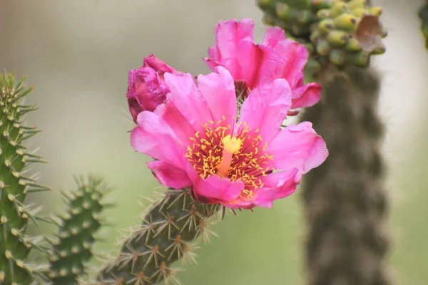 Schöne Rosa Kaktus Blume Hintergrund — Stockfoto