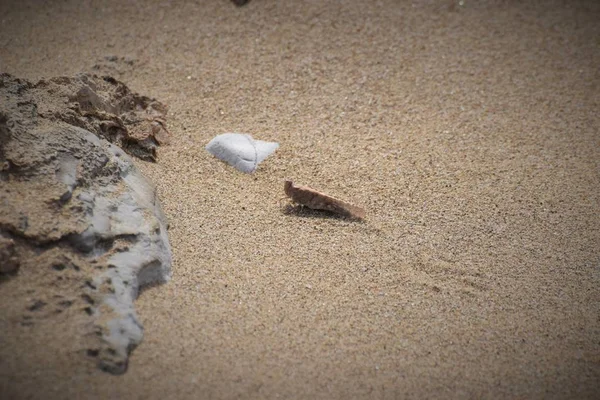 沙中的野生蝗虫 — 图库照片