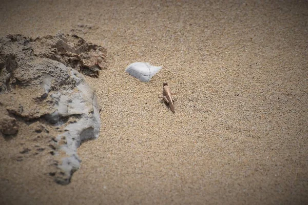 沙中的野生蝗虫 — 图库照片