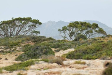 Güzel suumer Kıbrıs doğa arka plan