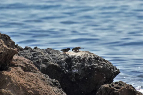 海側の野鳥 — ストック写真