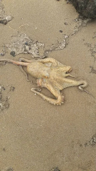 沙中的野生章鱼 — 图库照片