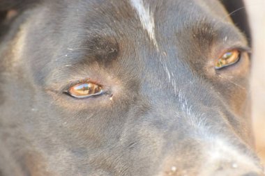 Mutlu Yetişkin İngiliz sivri köpek 