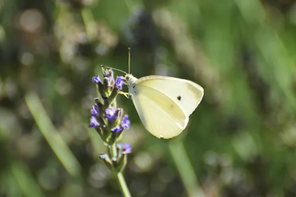 Güzel Yaz Beyaz Kelebek — Stok fotoğraf