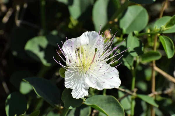 Flower Cyprus Close Beautiful Caper Flower — Stock Photo, Image