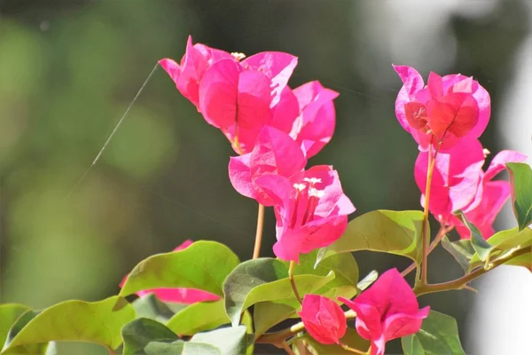 Kyperská Rostlina Blízkina Nádherné Růžové Exotické Květiny — Stock fotografie