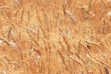 Güzel altın buğday tarlası
