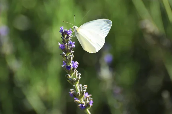 Bel Été Papillon Blanc — Photo