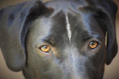 Mutlu Yetişkin İngiliz sivri köpek 
