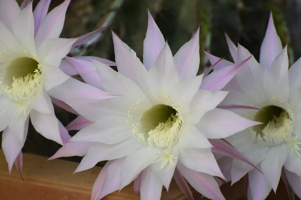 Vackra Vita Blommande Kaktus Kaktus — Stockfoto