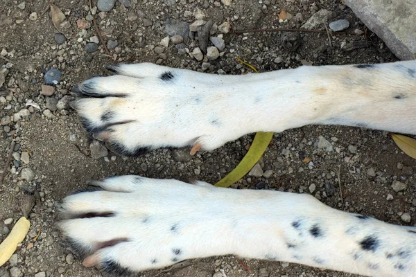 Engelskt Pekande Hund Gulligt Ben — Stockfoto