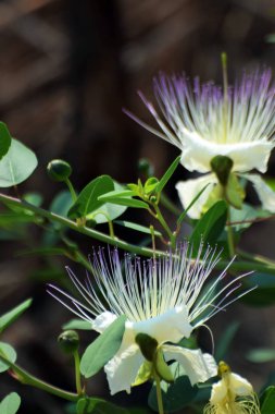 Kıbrıs çiçek, güzel bir Caper çiçek yakın çekim