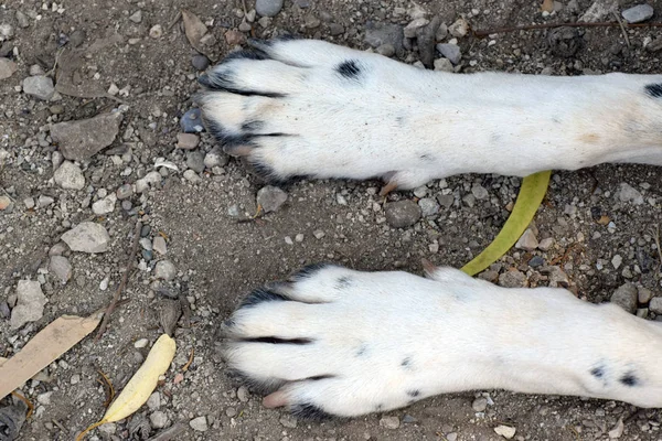 Engelskt Pekande Hund Gulligt Ben — Stockfoto