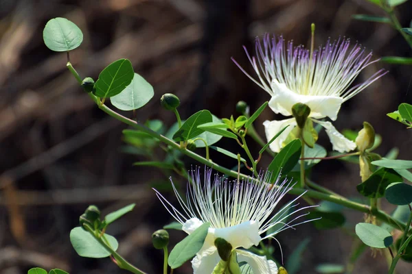 Kıbrıs çiçek, güzel bir Caper çiçek yakın çekim