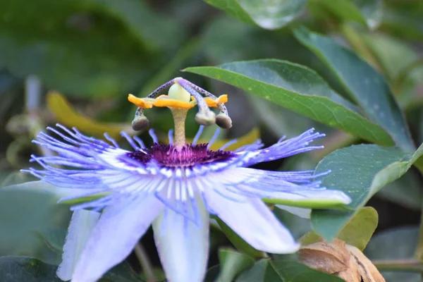 Purple Passion Flower Garden — Stock Photo, Image