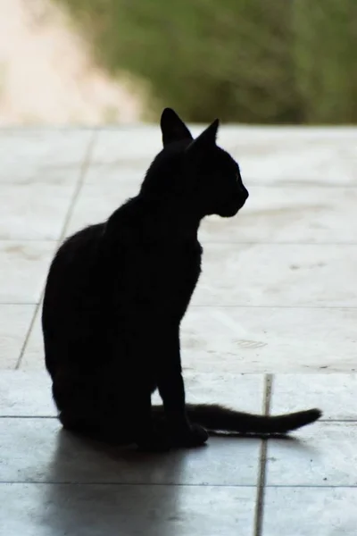 外に座っている猫のシルエット — ストック写真