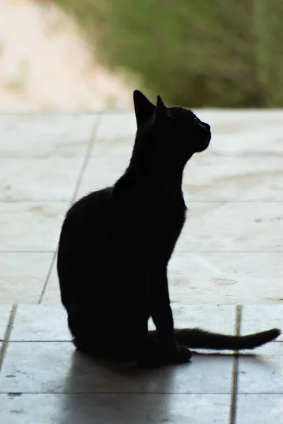 Silhuett Katt Sitter Utsidan — Stockfoto