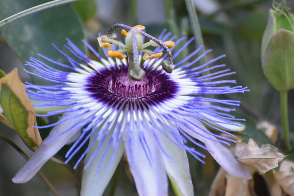 Фіолетова Квітка Пристрасті Саду — стокове фото