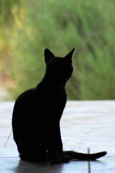 silhouette of a cat sitting on the outside