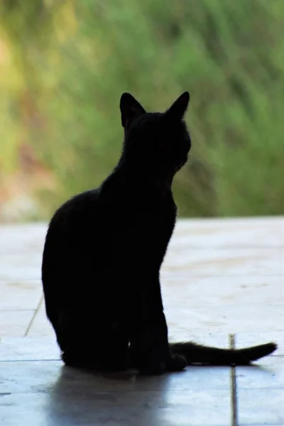 坐在外面的猫的剪影 — 图库照片