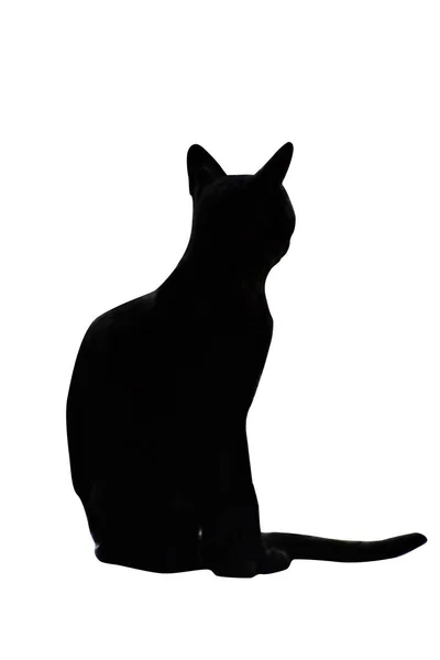 Силуэт Кота Сидящего Снаружи — стоковое фото