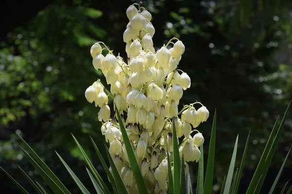 Kıbrıs'ta güzel yaz egzotik çiçek