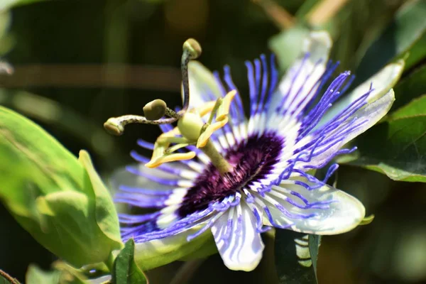 Kıbrıs'ta güzel yaz egzotik çiçek