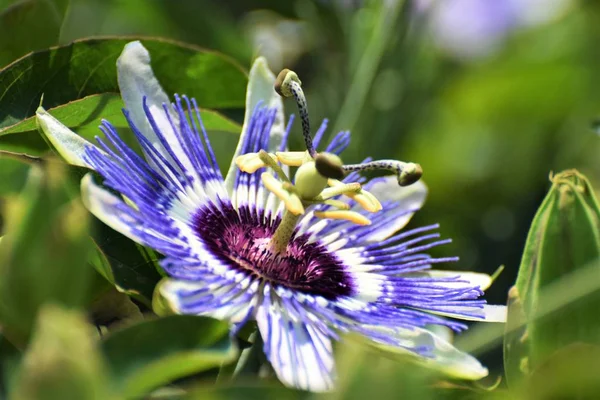 Beautiful summer exotic flower in Cyprus