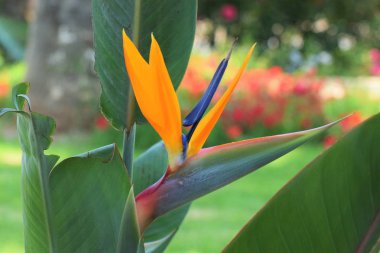 Kıbrıs'ta güzel yaz egzotik çiçek